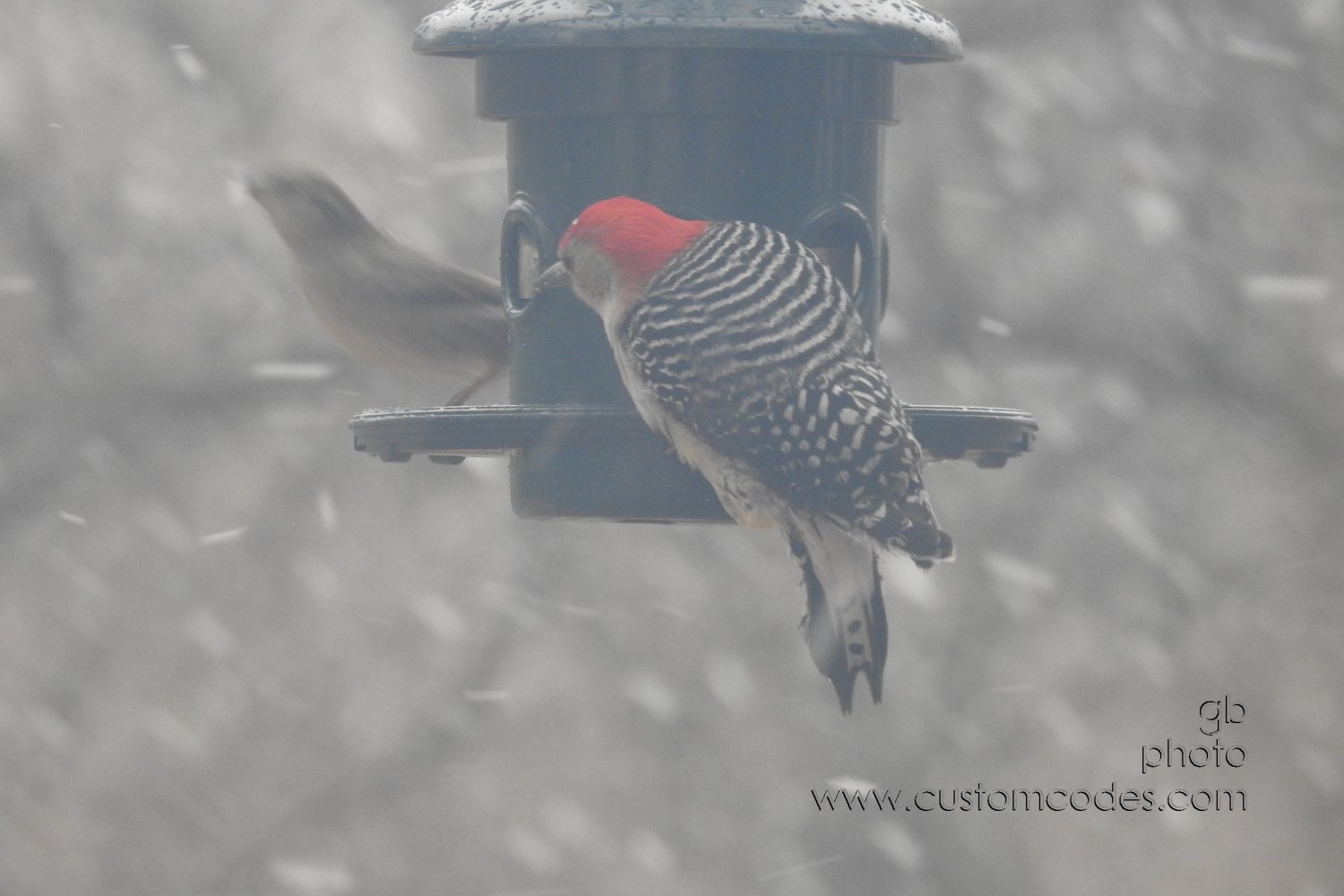 RedBelliedWoodPeckerBack_snow