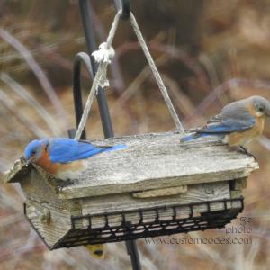 EasternBluebirds_20190413