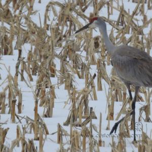 SandhillCrane_McFarland_20190809