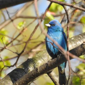 indigoBunting_lindenTree_20190513