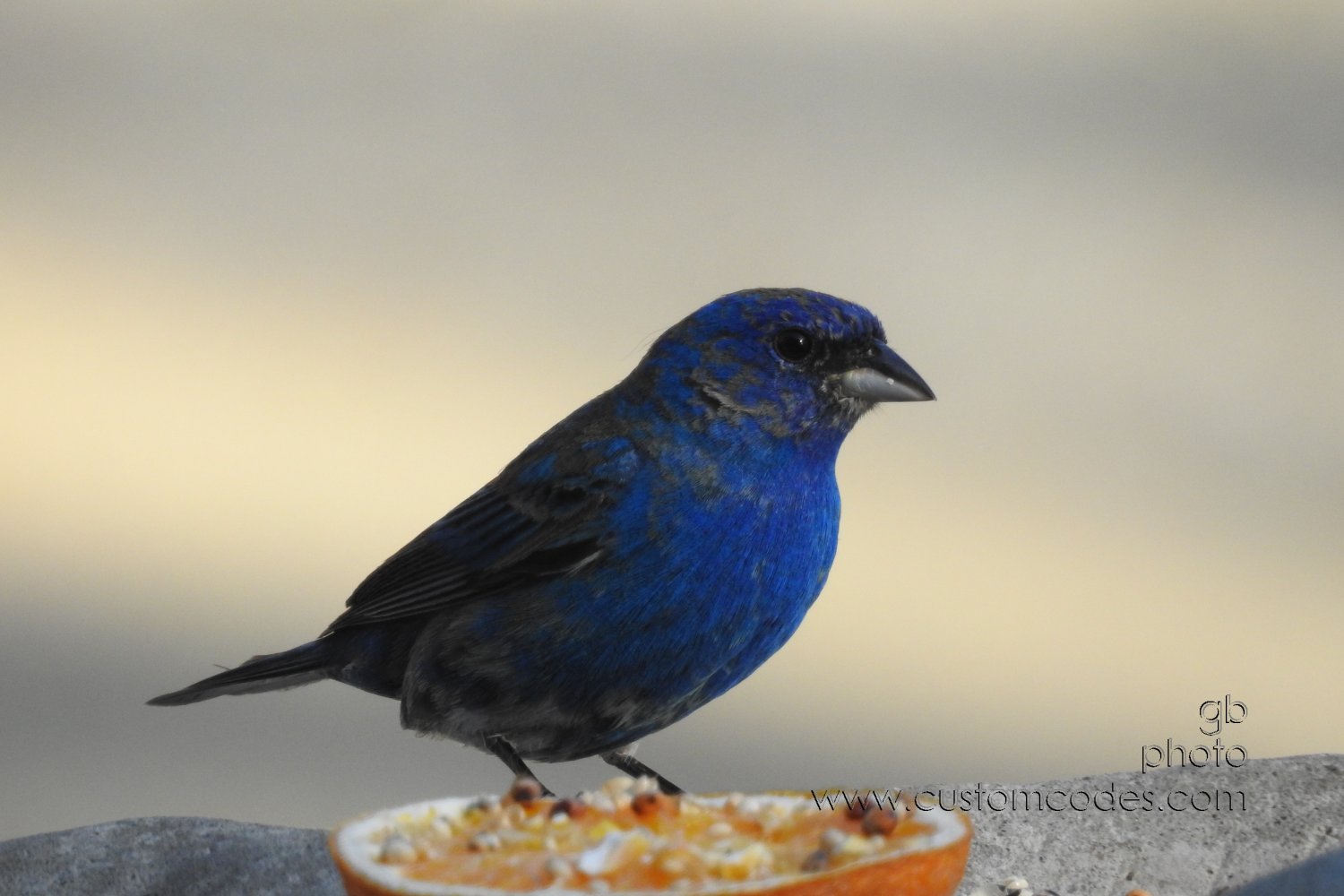 indigoBunting_20190513