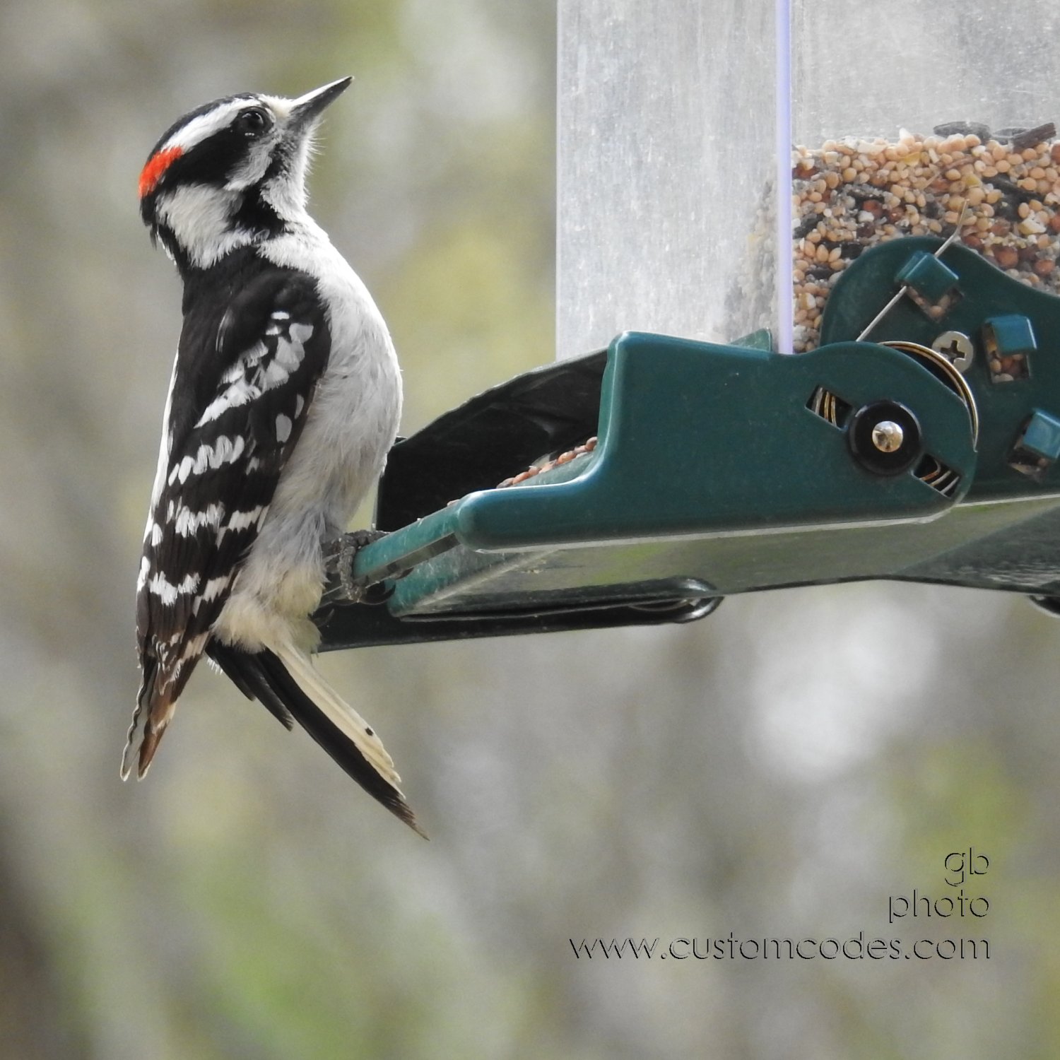 downyWoodpecker_side_20190512