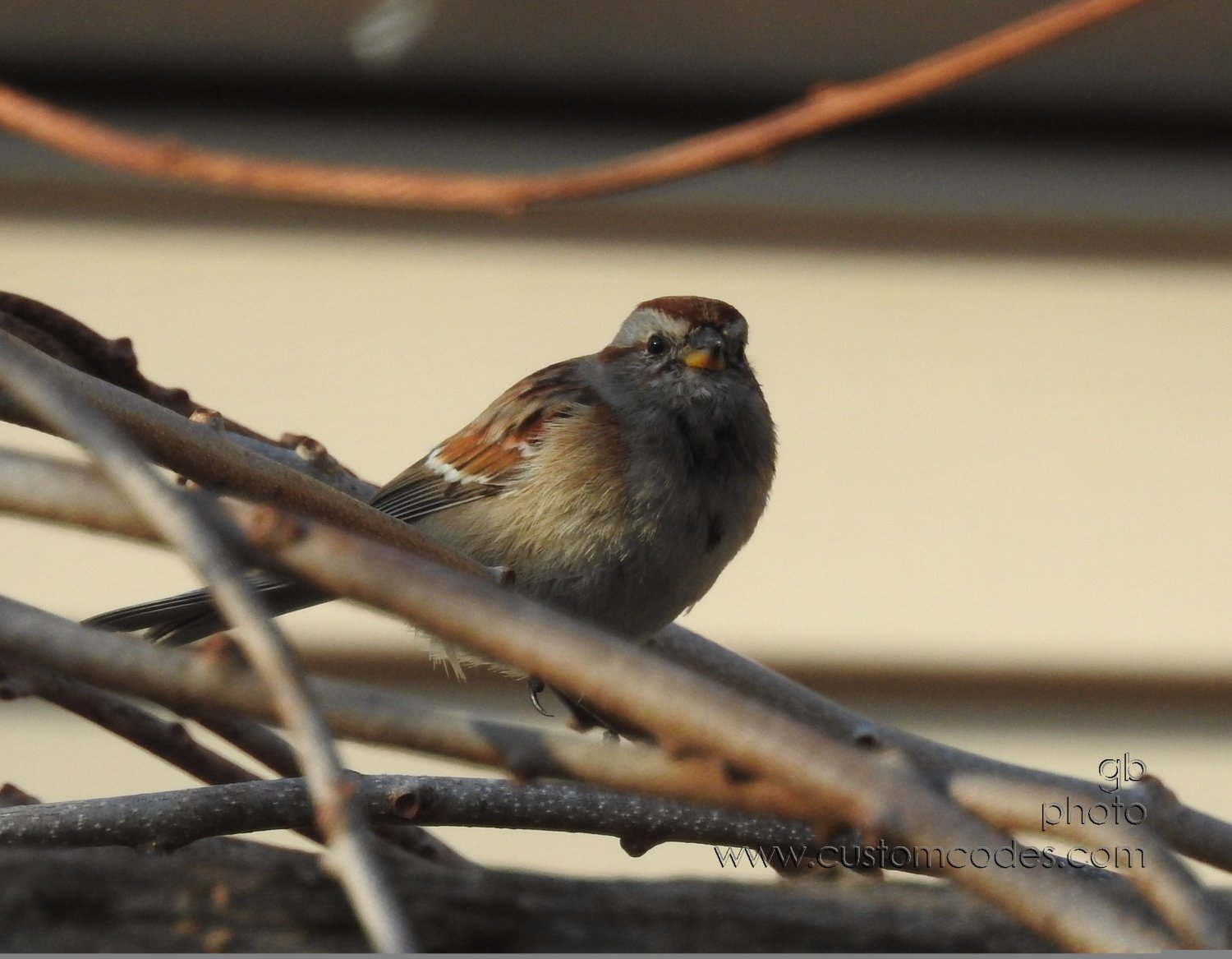 AmericanTreeSparrow_20190323