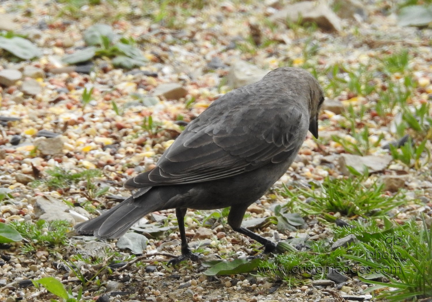 brewersBlackbird-f_20190505