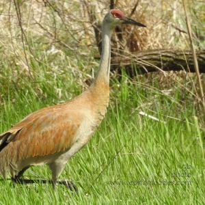 sandhill_Adult_20190519