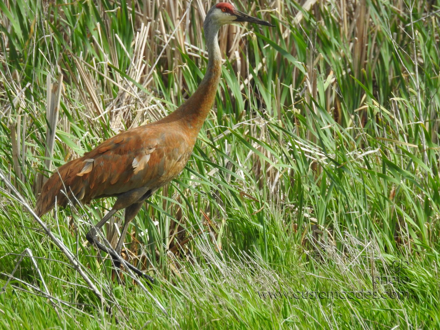 sandhill_1_Adult_20190519