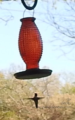 hummingbird_20190513