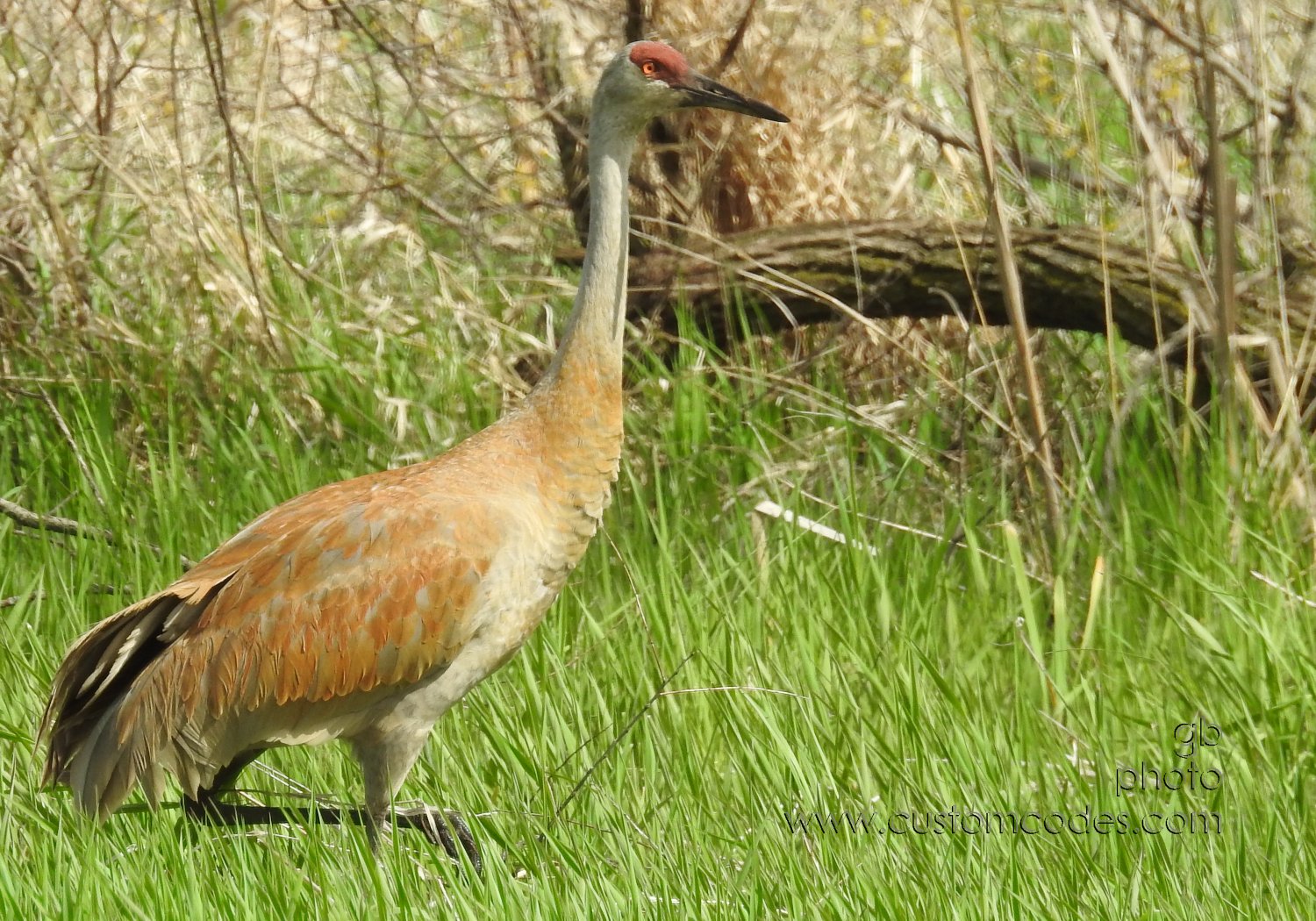 sandhill_Adult_20190519