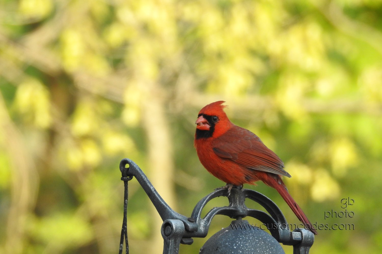 Cardinal_m_20190513