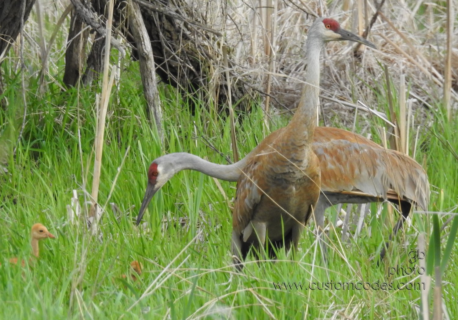 sandhill_2Adult2Chicks_20190519