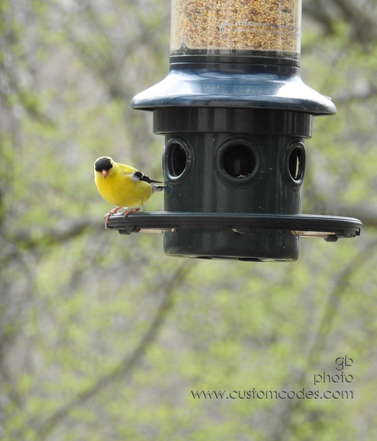 AmericanGoldfinch_20190503