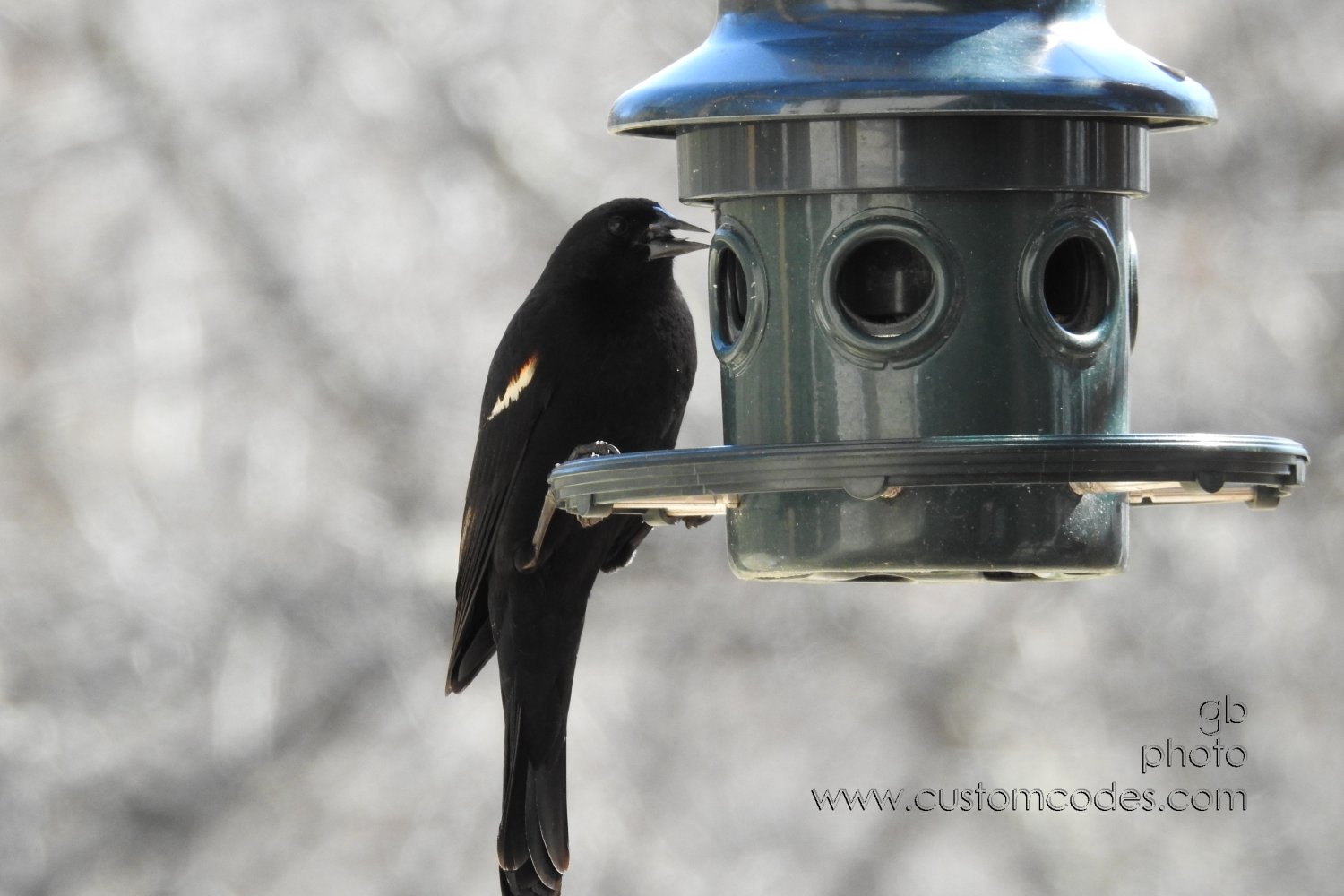 RedWingedBlackbird_20190415