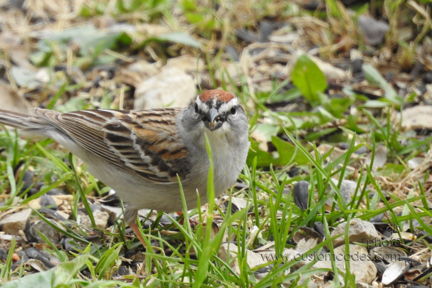 chippingSparrow_20190505