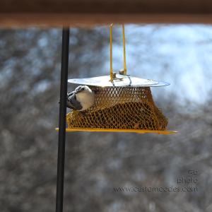 WhiteBreastedNuthatch20190409