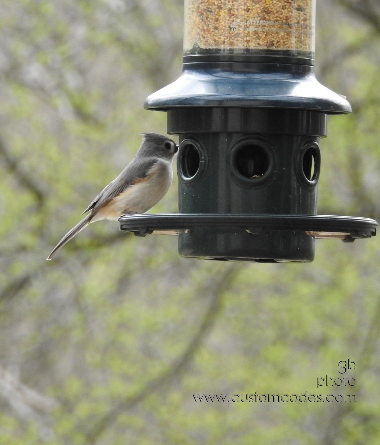 titmouse_20190503