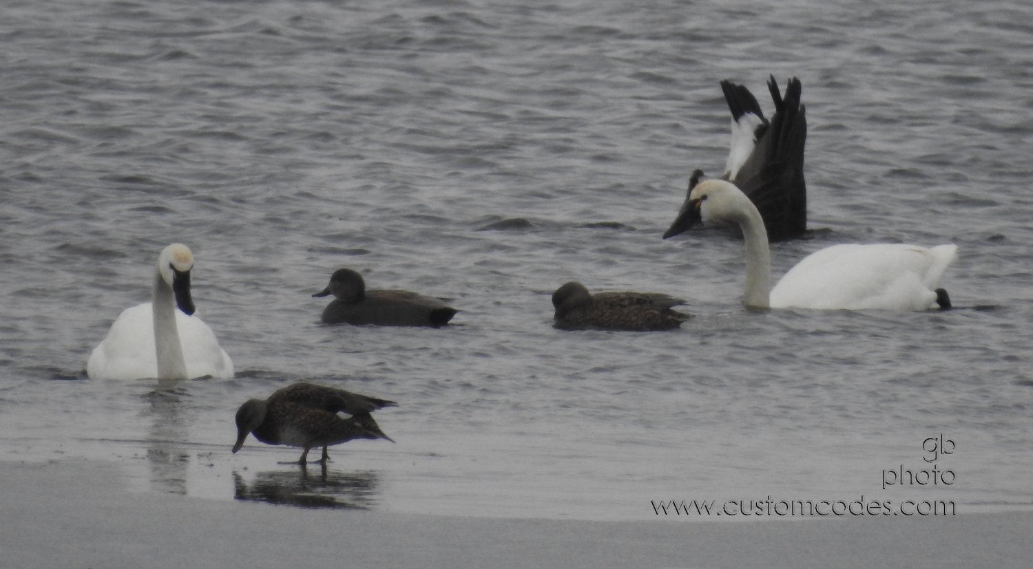 TundraSwans_Gilligans_20190809