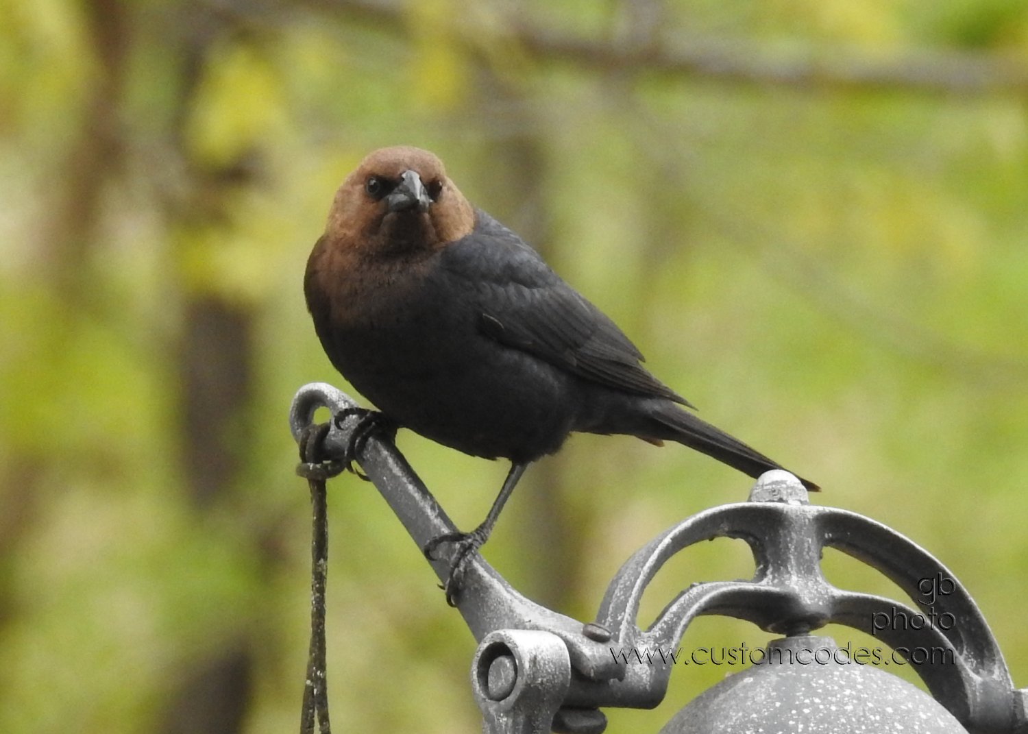cowBird_20190512