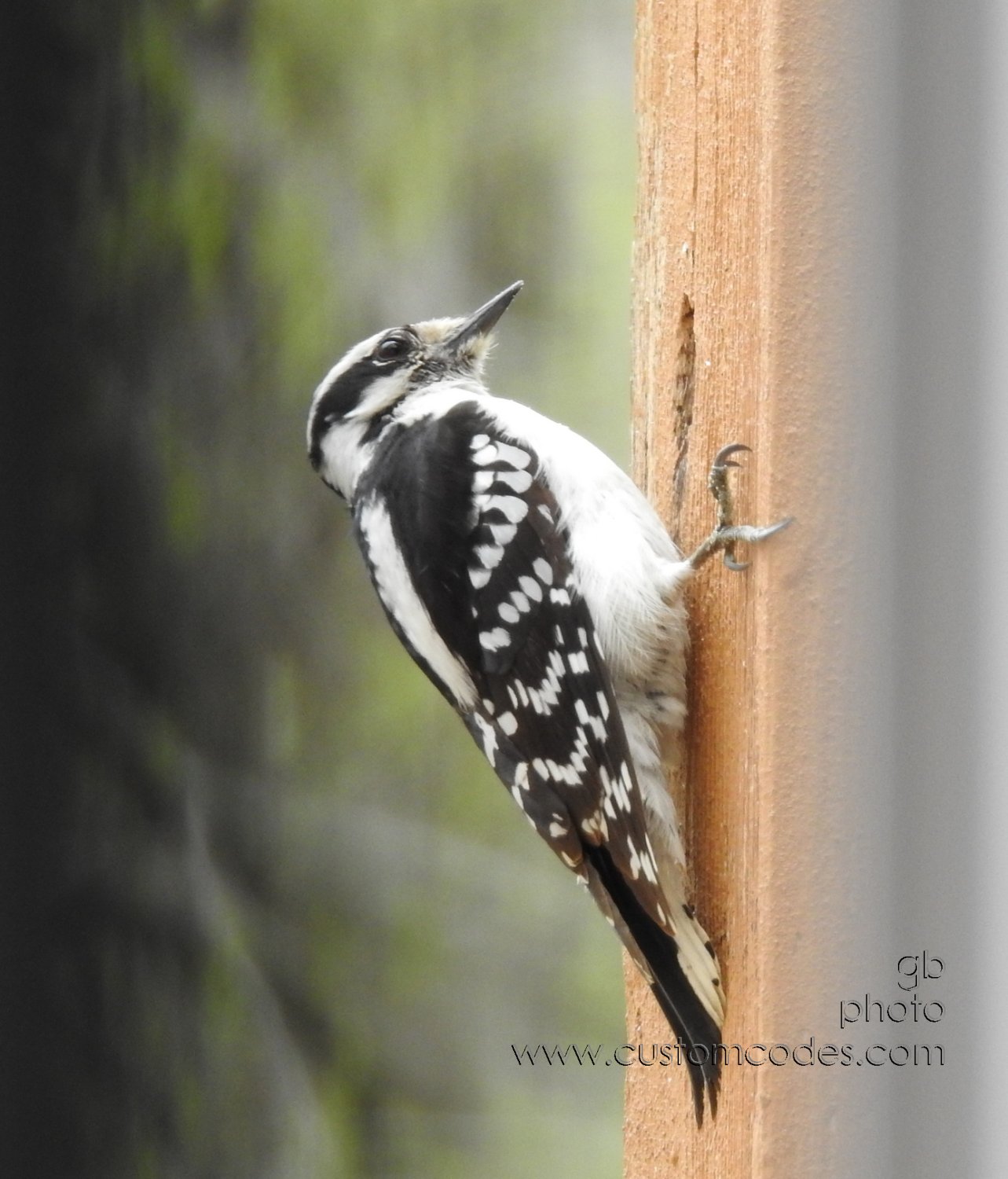 downyWoodpecker_20190503