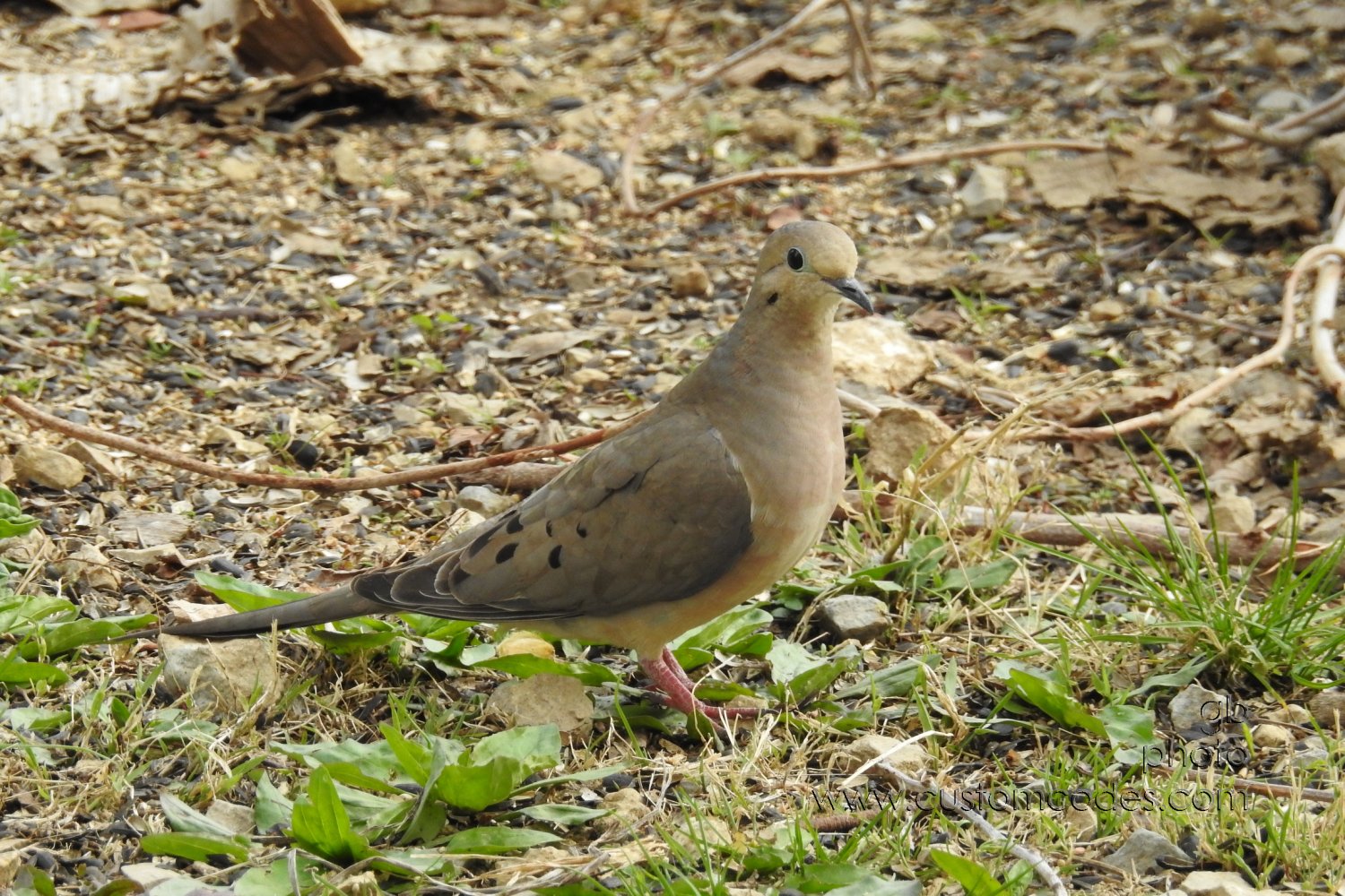 mourningDove-side_20190505