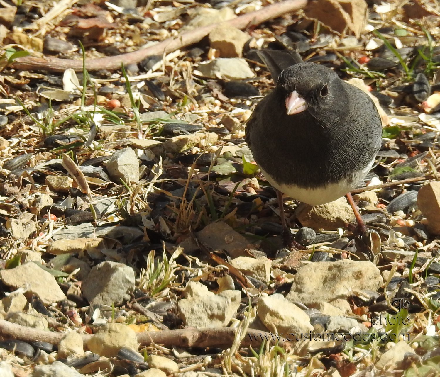 DarkEyedJunco_20190415