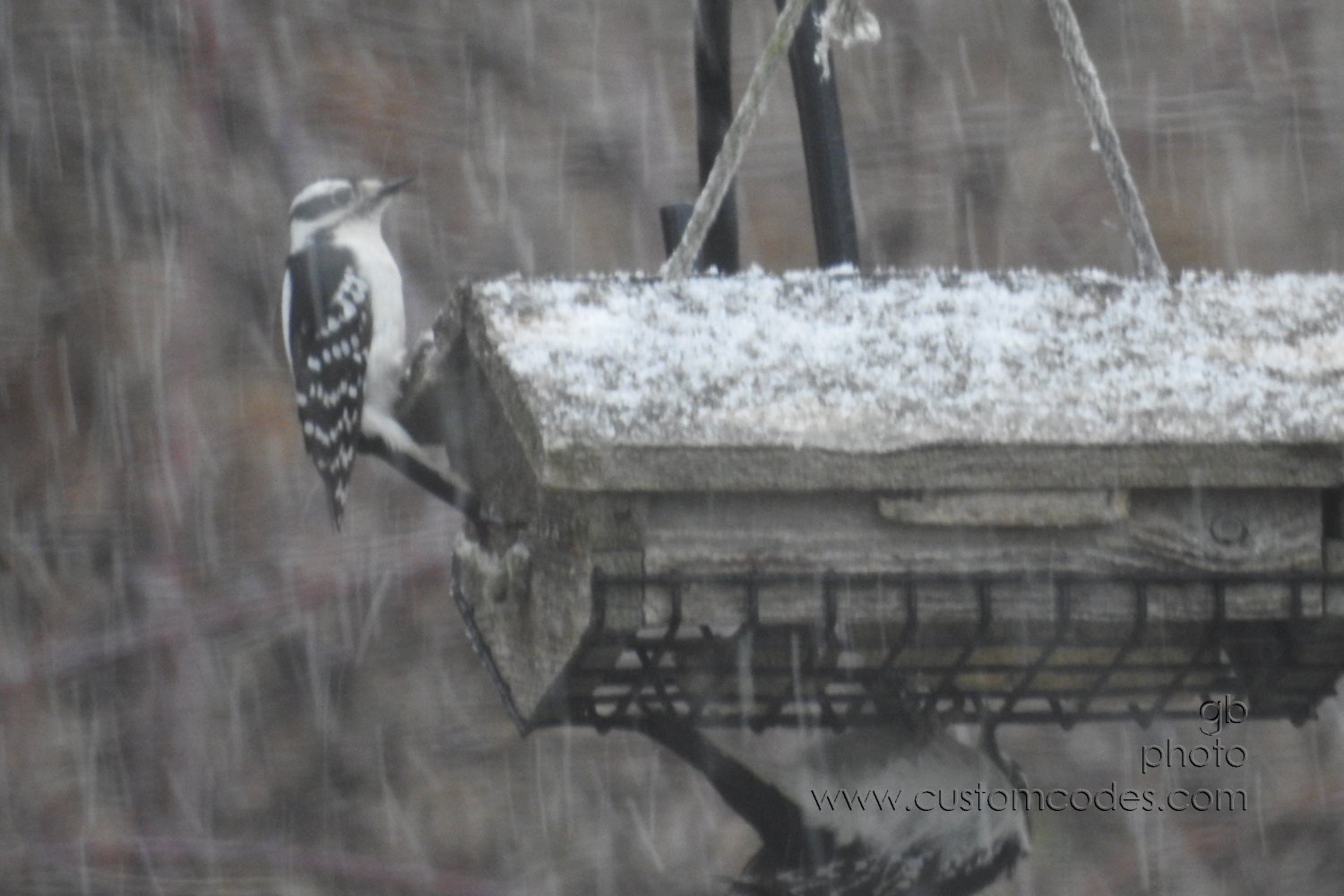 HairyAndDowneyWoodPecker20190410