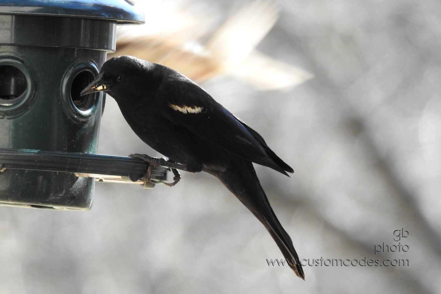 RedWingedBlackbird_Left20190415