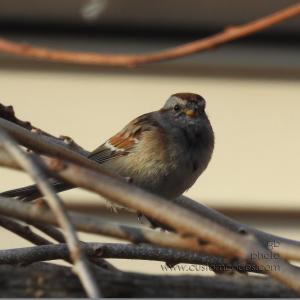 AmericanTreeSparrow_20190323