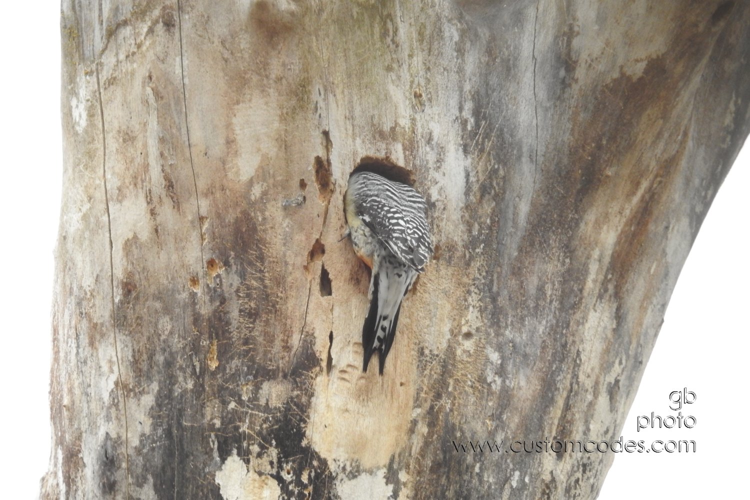RBW-enteringNest_20190413