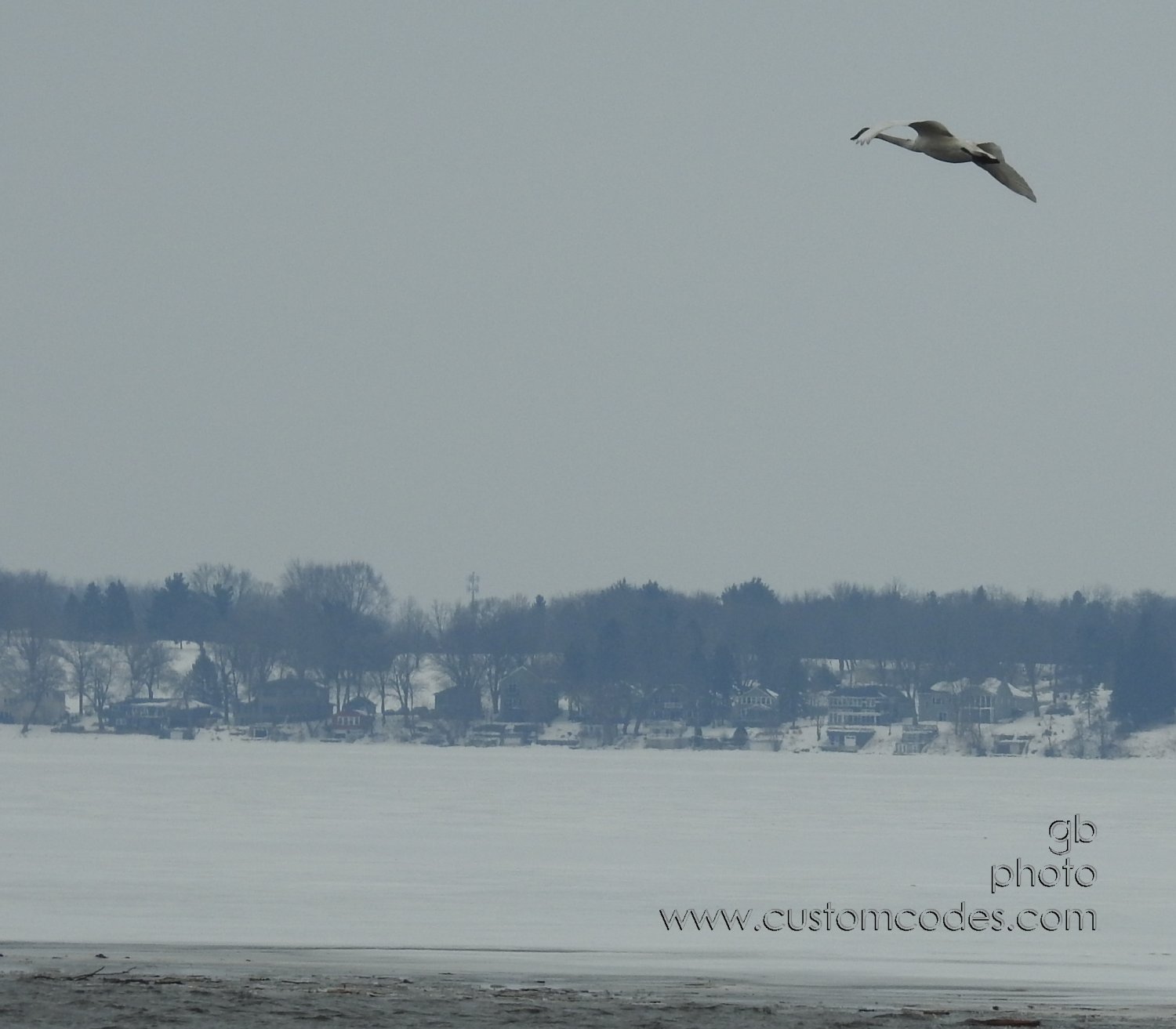 TrumpeterInFlight_20190309