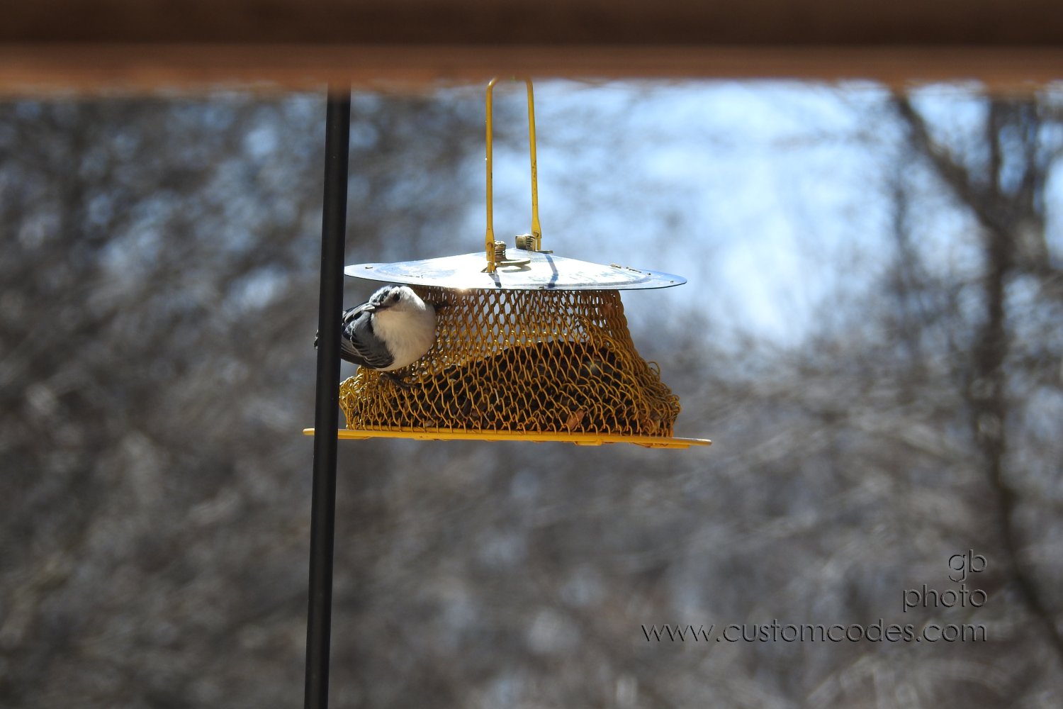 WhiteBreastedNuthatch20190409