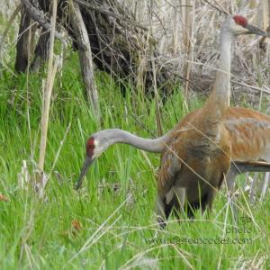 sandhill_2Adult2Chicks_20190519