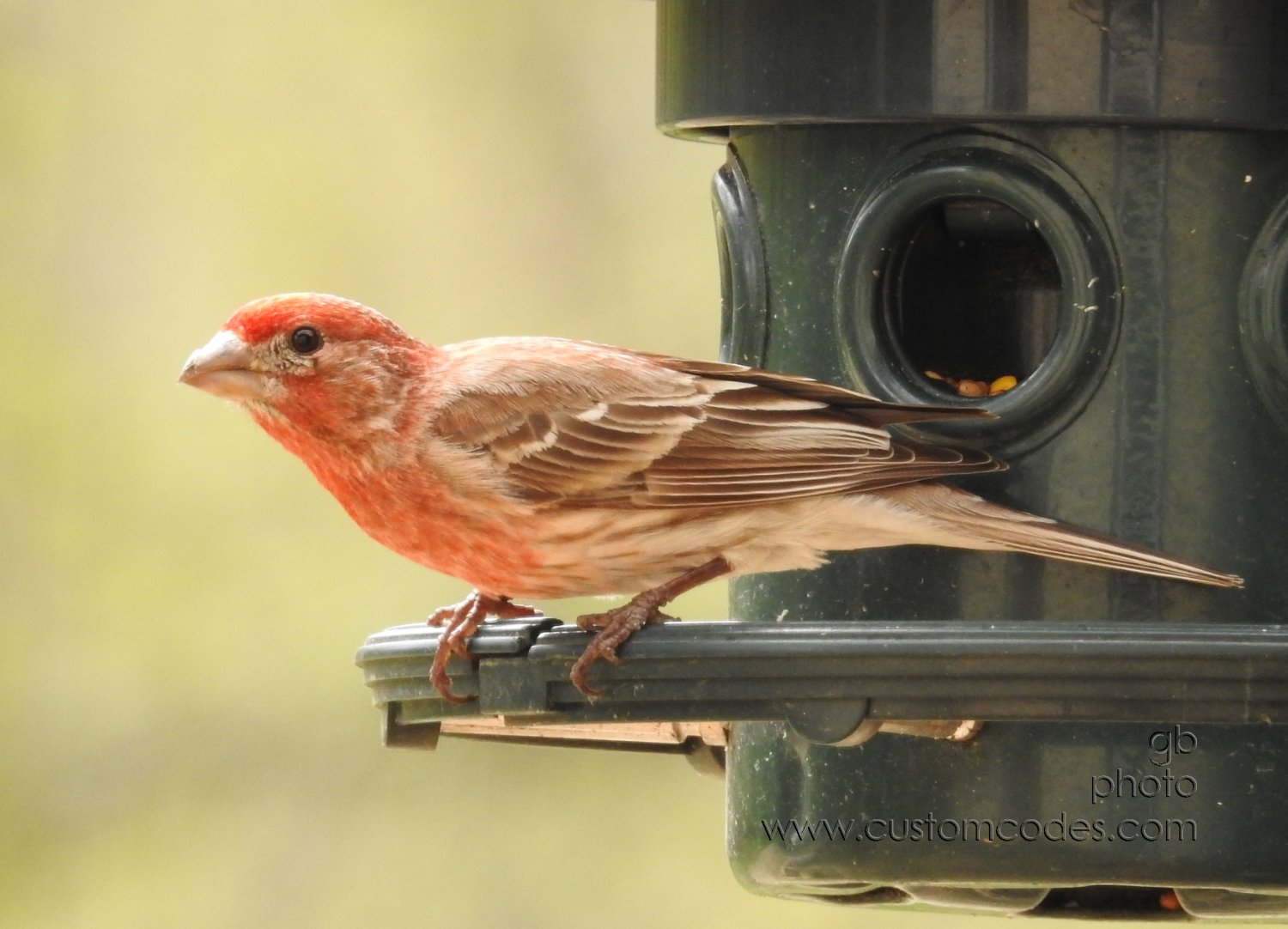 houseFinch-side_20190503