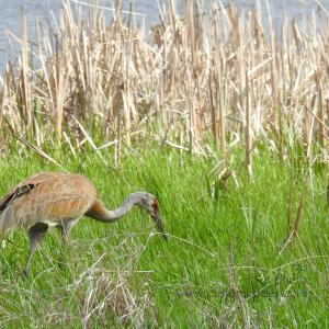 sandhill_2Adult1Chick_20190519