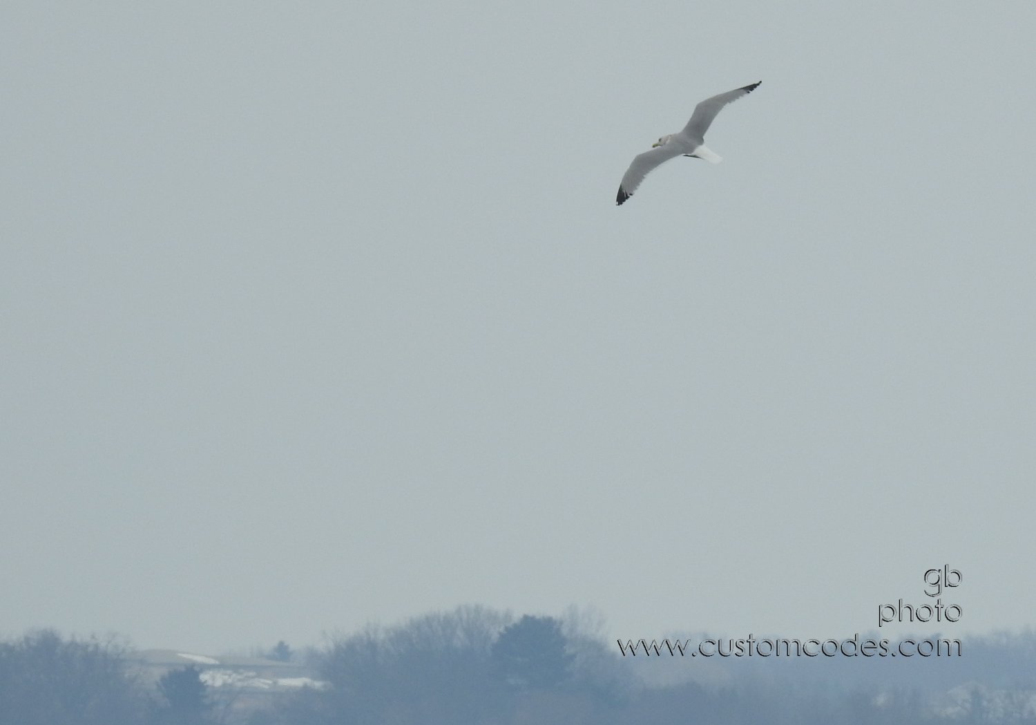 HerringGull_FishCampPk_20190809