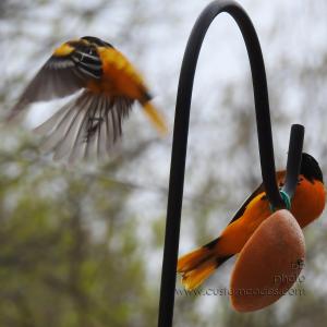 Oriole-2_20190506