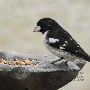 RedBreastedGrossbeak_20190506