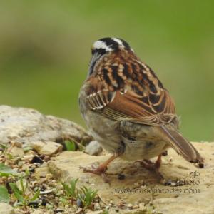 WhiteThroatedSparrow_back_20190503
