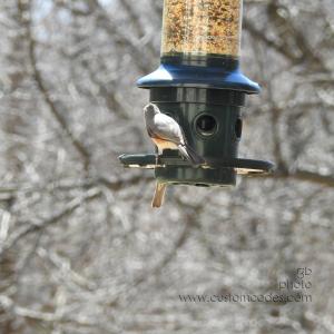 TuftedTitmouse-20190409
