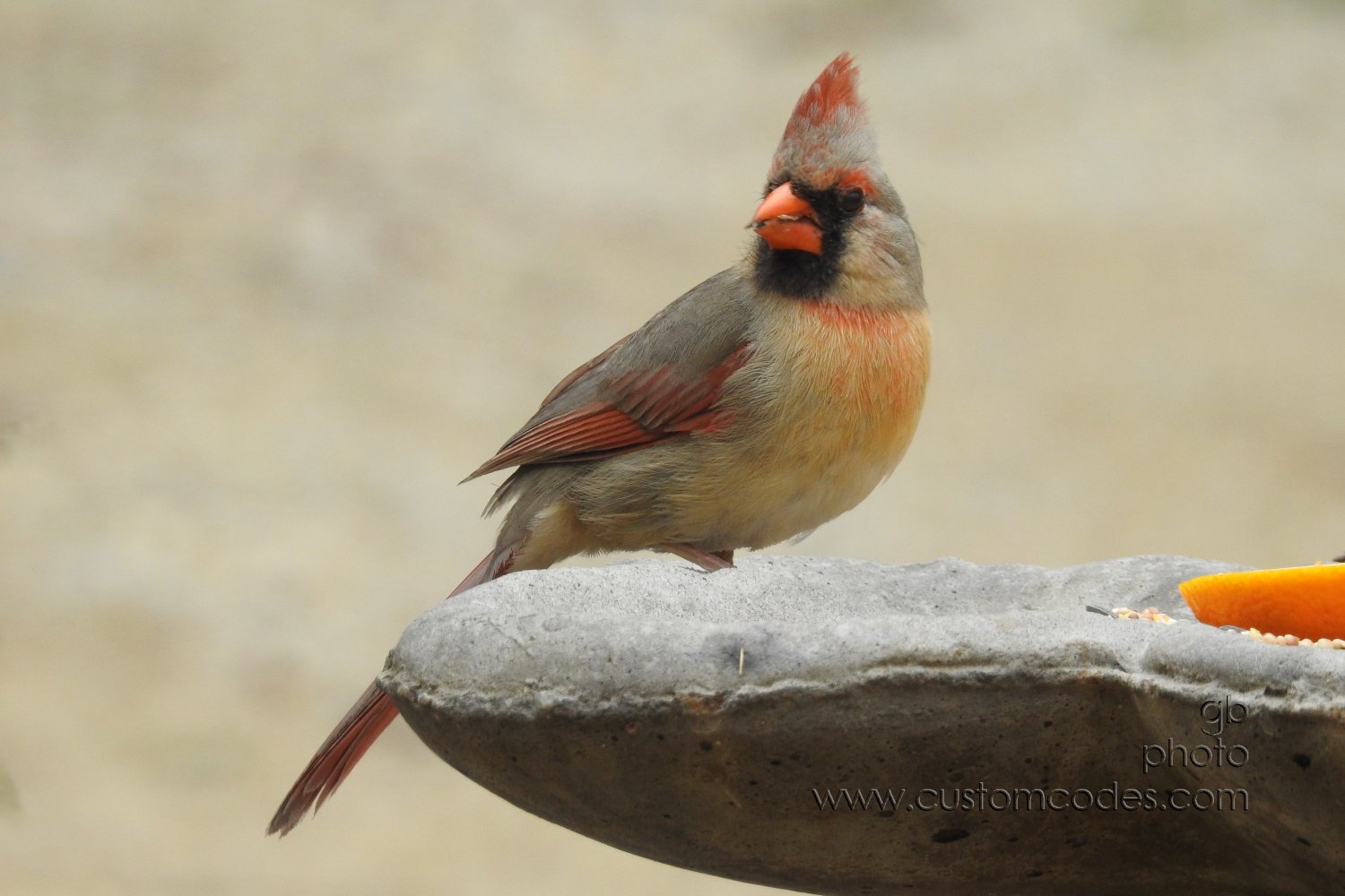 cardinal_f_seeds_20190512
