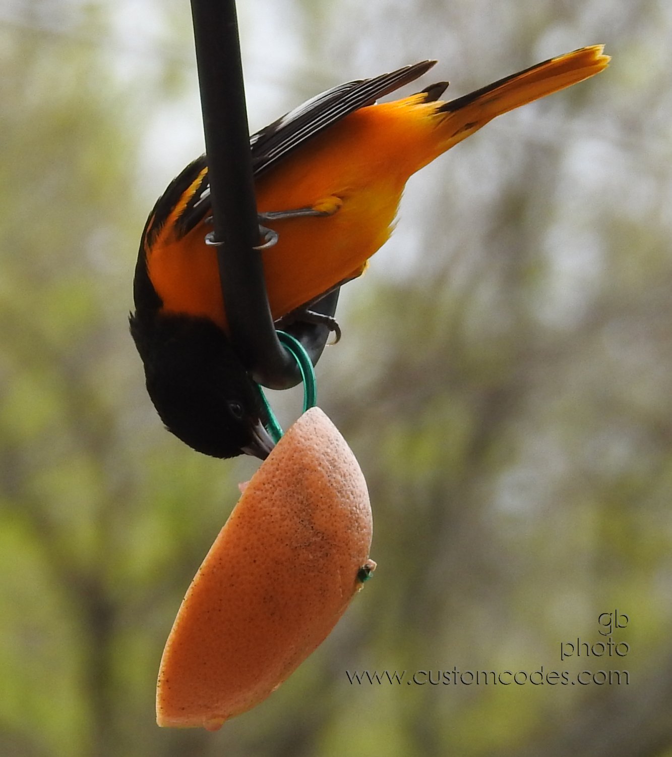Oriole_20190506