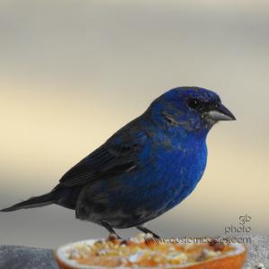 indigoBunting_20190513