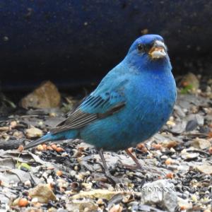 IndigoBunting_20190509