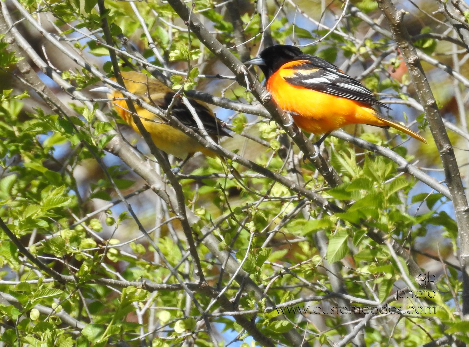 BaltimoreOriole_MF-20190510