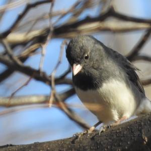 DarkEyedJunco_20190323