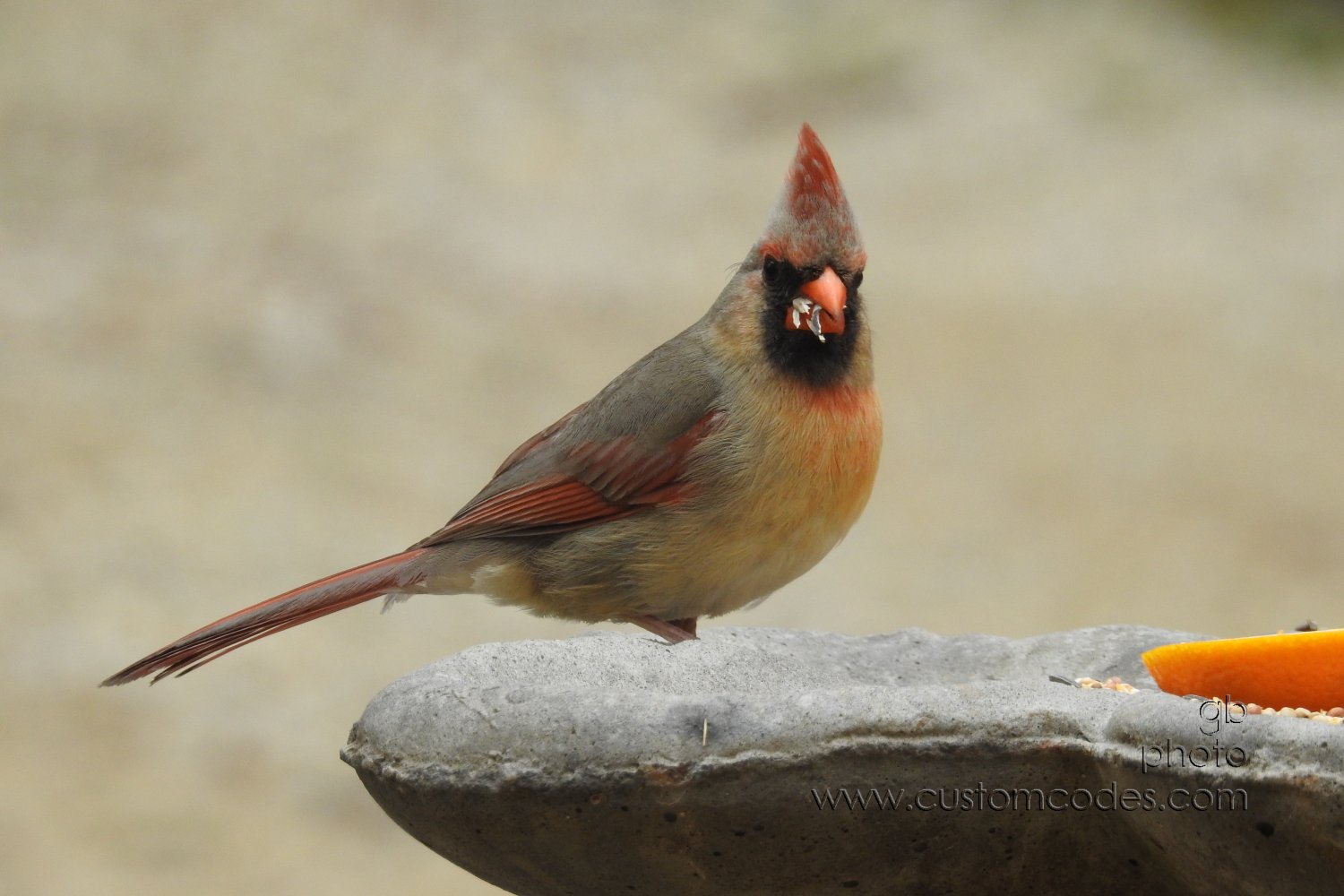cardinal_f_seeds2_20190512