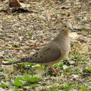 mourningDove-side_20190505