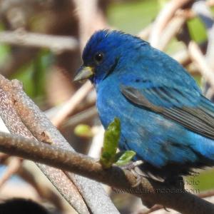 IndigoBunting_20190510