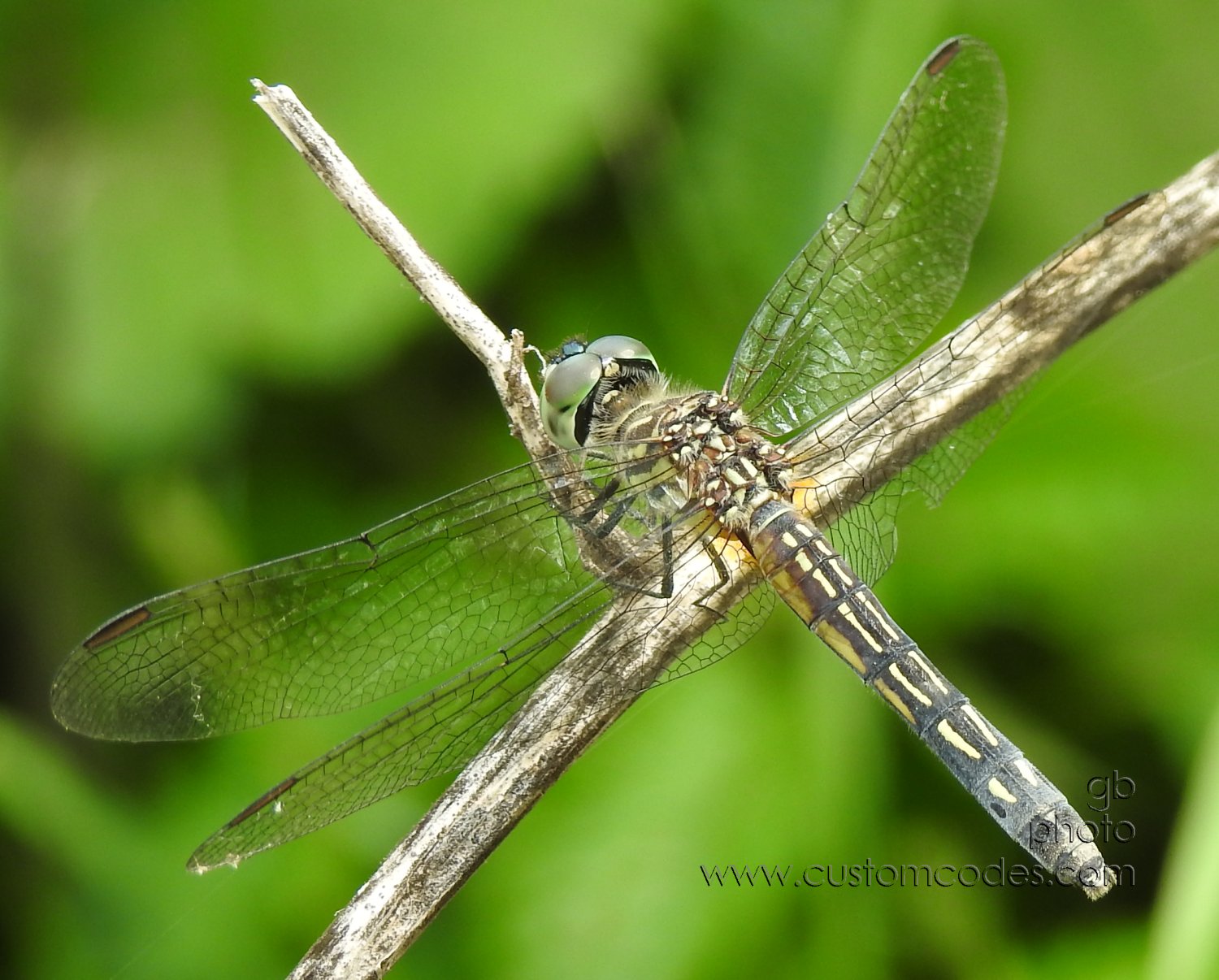 DragonFly_20190728