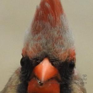 Punk-cardinal_f_20190512