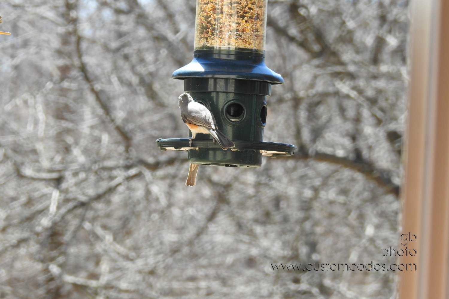 TuftedTitmouse-20190409